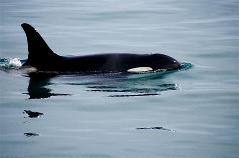 Orca Whale - Olympic National Park (U.S. National Park Service)