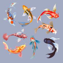 Koi Carp Fish Pond Art Free Stock Photo - Public Domain Pictures