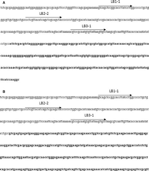 The sequence of the T-DNA ends showing the position of the primers used ...