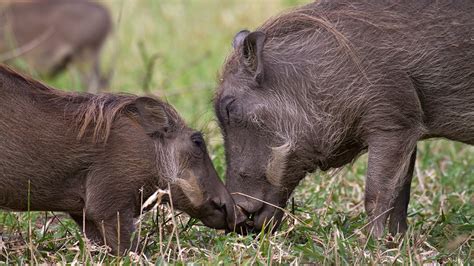 About Gorongosa National Park | Gorongosa Park Rebirth of Paradise | PBS