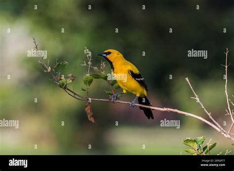 The Yellow Oriole, Icterus nigrogularis, is also called the 'plantain ...