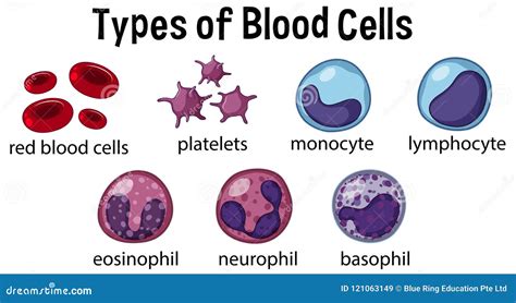 Types Of Blood Cells Cartoon Vector | CartoonDealer.com #121063149