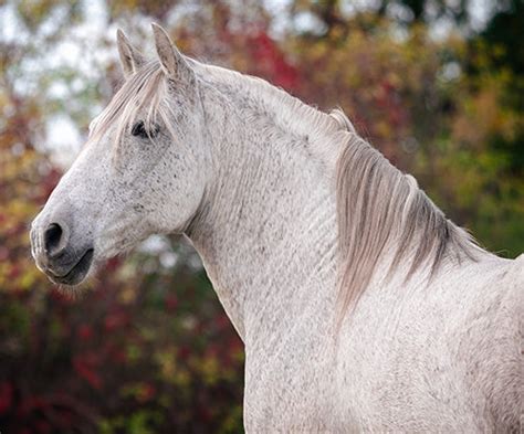 Do Horses With Equine Metabolic Syndrome Need a Low Protein Diet ...