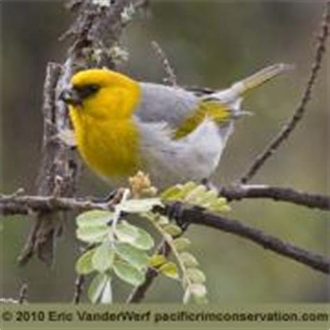 Palila (Loxioides bailleui) | BirdNote