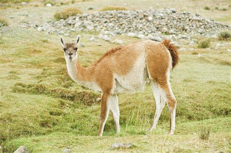 A Guanaco Pauses From Feeding In Las Photograph by Tom Bol