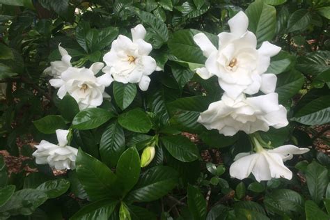 How to Grow a Gardenia Tree