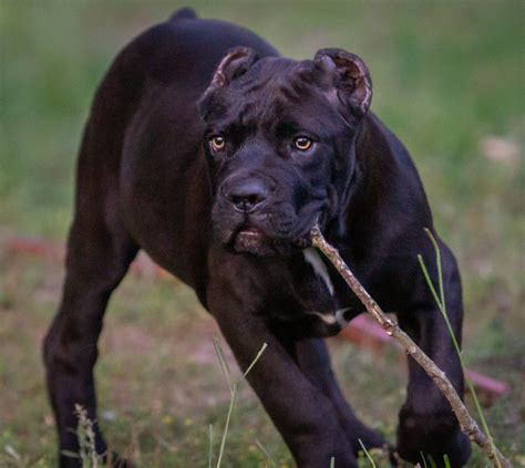 The Truth About Breeders - Outlaw Kennel