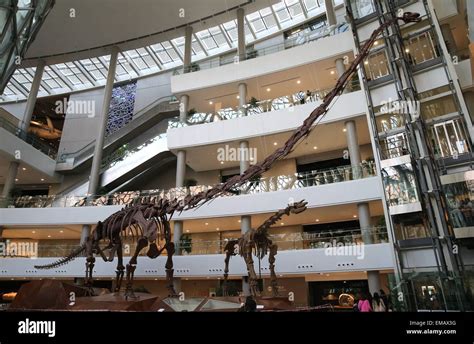 Mamenchisaurus skeleton hi-res stock photography and images - Alamy