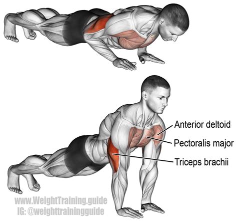 Close grip pushup. Targets your triceps brachii. Your pectoralis major and anterior deltoid act ...