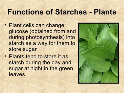 What Is The Function Of Starch - zestmoms