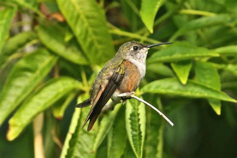 11 Hummingbirds in Florida with Pictures & Sounds | BirdJoy