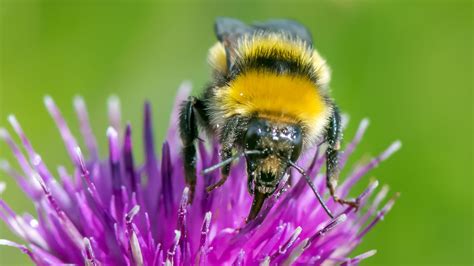 Great Yellow Bumblebee: One of UK's rarest bees discovered in Scotland | UK News | Sky News