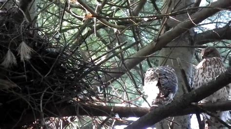 2010 national rainbow gathering goshawk nesting site - YouTube