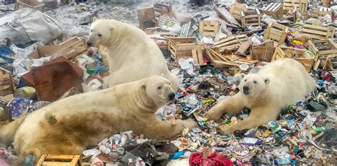 Human garbage is a plentiful but dangerous source of food for polar ...