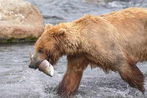 A brown bear eats a salmon it has caught in the Brooks River, Ursus arctos photo, Katmai ...