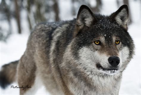 Beautiful wolf w/yellow eyes - Wolves Photo (37003561) - Fanpop