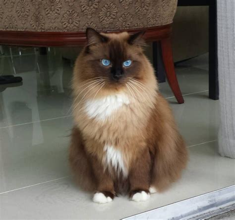 Mitted seal mink Ragdoll teen Ragdollcatspot on FB | Cute cats, Pretty cats, Cute cats and kittens