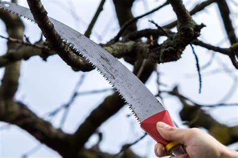 Tree Pruning Techniques & Best Practices | Jung Seed’s Gardening Blog