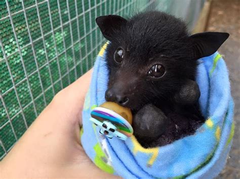 Bats QLD It is such a privilege to wake up to these adorable faces x ...