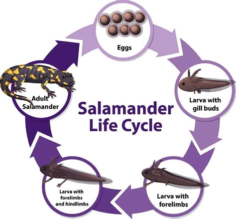 Salamander Life Cycle Diagram 1945702 Vector Art at Vecteezy