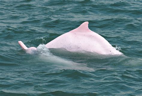 Indo-Pacific Humpback Dolphin in October 2022 by Caius Cheung · iNaturalist