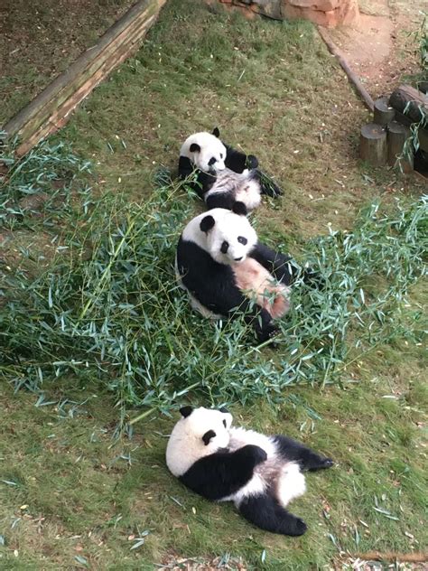 Panda Updates - Monday, October 23 - Zoo Atlanta