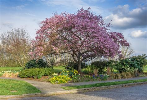 Spring flowers in West Seattle, Washington. [OC] : r/Washington