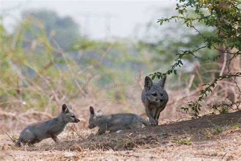 Indian fox stock image. Image of pups, feeding, twilight - 138645573