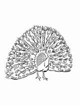 Peacock coloring Page sketch template