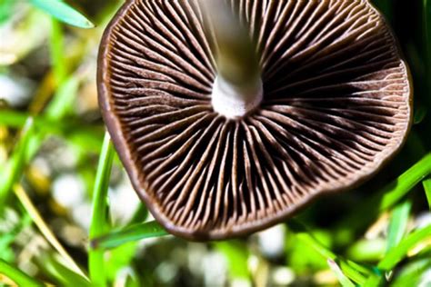 What Are Mushroom Spores? | ehow