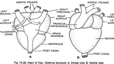 Frog Heart Anatomy - Anatomy Book