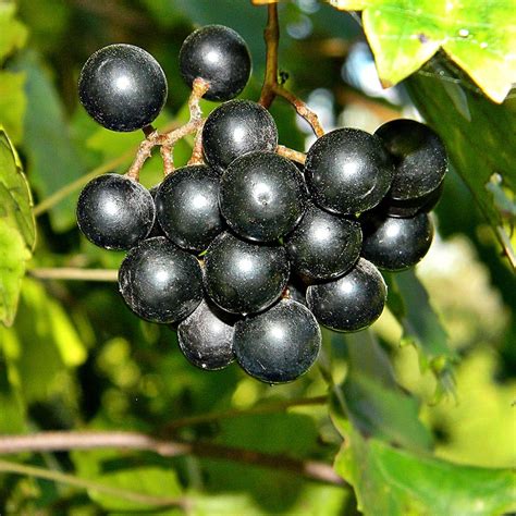 Noble Muscadine Grape - Food Forest Nursery