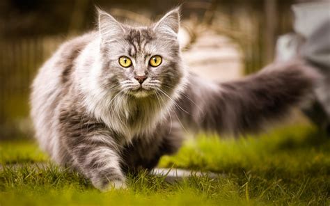 Descargar fondos de pantalla gris esponjoso de gato, ojos verdes, gatos domésticos, verde hierba ...