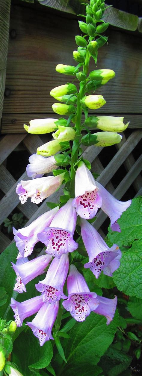 Foxgloves: Plant Care and Collection of Varieties - Garden.org