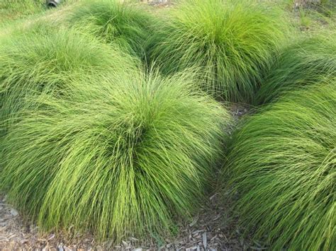 Evergreen Grass: Grow Great Ornamental Grass in 24 Hours - howdididoit.com