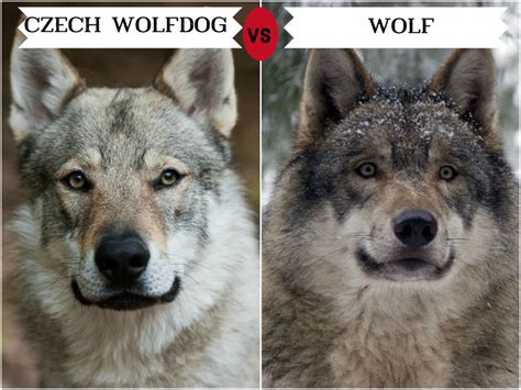 Are Dogs Better Than Wolves