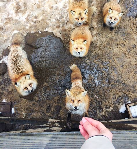 Fox Village in Japan - Surround Yourself in Cuteness — This Life Of Travel