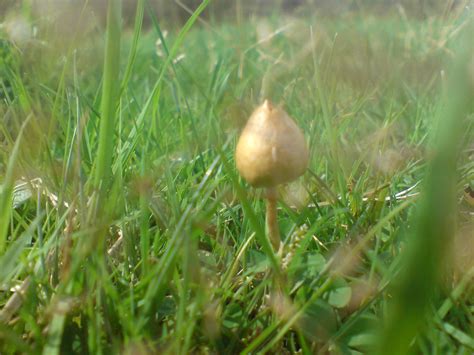 **The Official UK Liberty Cap Mushroom Season 2015** - Mushroom Hunting and Identification ...