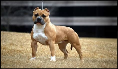 American Bully Classic - An Alternate Bully Breed For Owners and Breeders