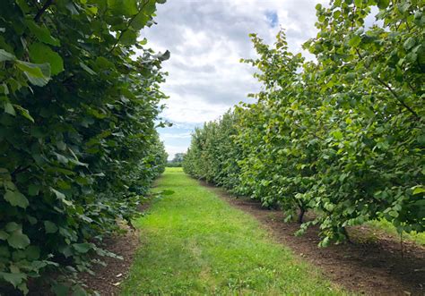 Genomics research moving Ontario hazelnuts closer to production | Farmtario