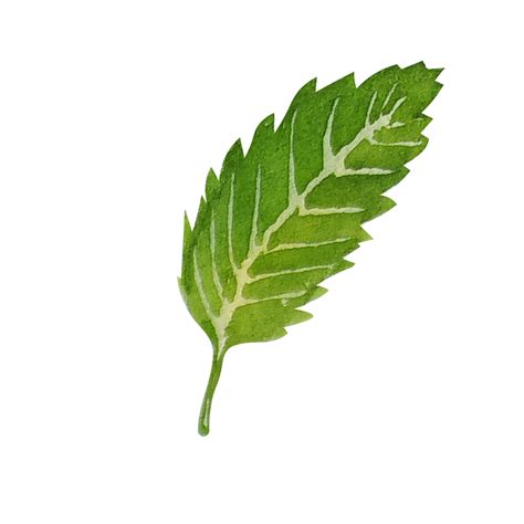 Watercolor mint leaves 11571966 PNG