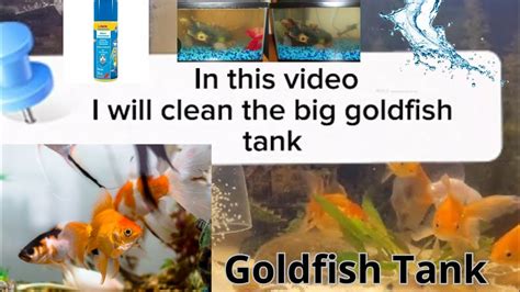 How to clean a goldfish tank ? - YouTube