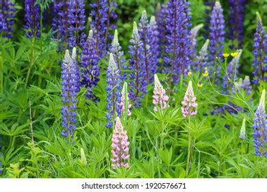 274 Maine Lupine Images, Stock Photos & Vectors | Shutterstock