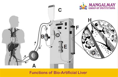 Functions of Bio-Artificial Liver - Top Bsc Biotech College in Greater Noida