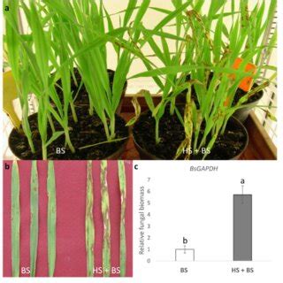 Symptoms of Bipolaris sorokiniana infection (a, b) and biomass (c) in... | Download Scientific ...