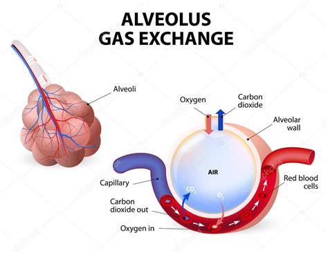 Alveolus. Gaswisseling — Stockvector © edesignua #60771615