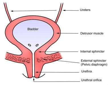 Suprapubic Cystostomy