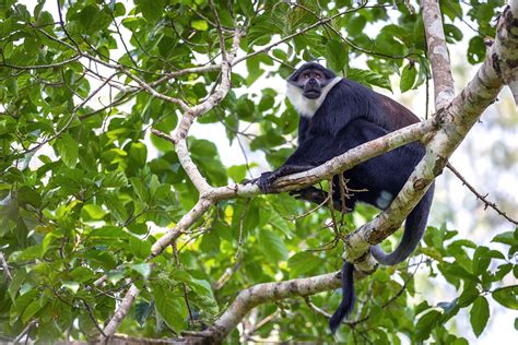 Chimpanzee Habituation Experience in Kibale National Park - Shadows Of Africa