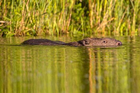 Beaver Habitat: Where Do Beavers Live In The World?