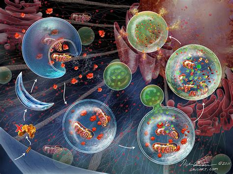 Nicolle Rager Fuller: Inside Cells – Artists' Blogs :: Medical ...